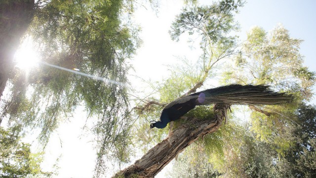 LOS ANGELES ARBORETUM